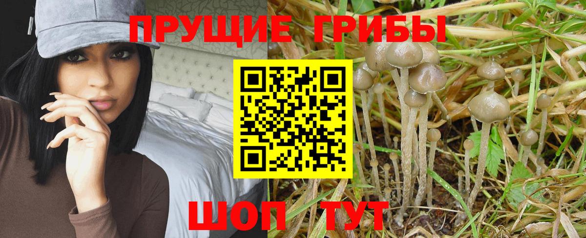 Псилоцибиновые грибы Psilocybine cubensis  дарнет шоп  Заволжье  Псилоцибиновые грибы прущие грибы  Вход с VPN 